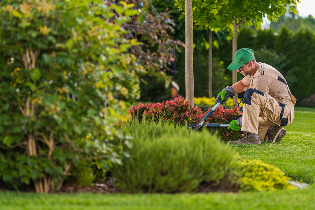 Gartenarbeiten vom hausmeister in Dresden